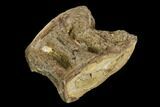 Fossil Fish (Ichthyodectes) Vertebra - Kansas #127866-1